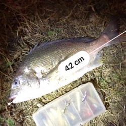 中アジ一本勝負